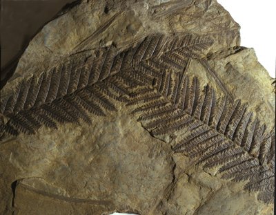 Prehistoria: skamielina neuropterys z rodziny paproci. Era paleozoiku, okres karbonu. znaleziska w Villach w Austrii autorstwa Prehistoric Prehistoric
