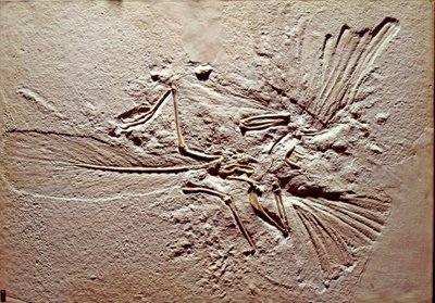 Prehistoria: skamielina ptaka Archaeopteryx (archeopteryx) Litografia ze stanowiska Solnhofen (Niemcy). Najwyższy Jurajski. Museo civico di storia naturale, Mediolan autorstwa Prehistoric Prehistoric