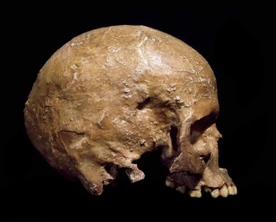 Prehistoria: skamieniała czaszka Homo sapiens z Grimaldi. Kultura oryniacka, górny paleolit. Museo Civico di Storia Naturale, Mediolan - Prehistoria: skamieniała czaszka Homo sapiens z Grimaldi, Ventimiglia (Włochy). Kultura oryniacka, górny paleolit autorstwa Prehistoric Prehistoric