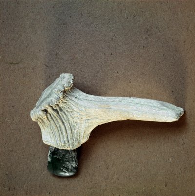 Prehistoria: topór z zielonego kamienia z rękojeścią z jelenia z jaskini Pollera (Finale Ligure), Liguria. Środkowy neolit, epoka kamienia. Geny, museo di archeologia ligure autorstwa Prehistoric Prehistoric