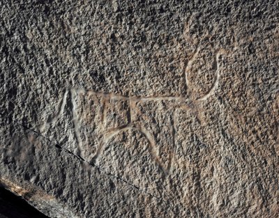 Prehistoria, sztuka naskalna: poważna skała przedstawiająca bydło. Styl Taziny. Epoka kamienia 5000-2000 p.n.e. Taghit, Haut plateau du Hoggar (Ahaggar), Algieria autorstwa Prehistoric Prehistoric