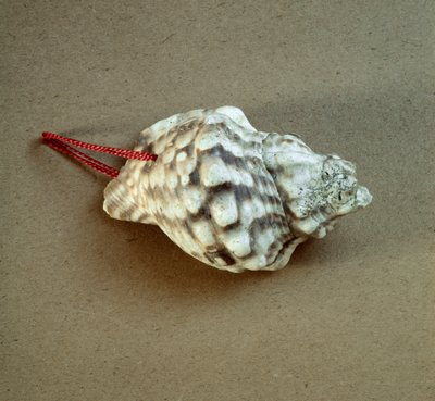 Prehistoria: przebita muszla Triton nodifer, używana jako gwizdek z Nekropola Arene Candide (Finale Liguria), Liguria. Środkowy neolit, epoka kamienia. Geny, museo di archeologia ligure autorstwa Prehistoric Prehistoric