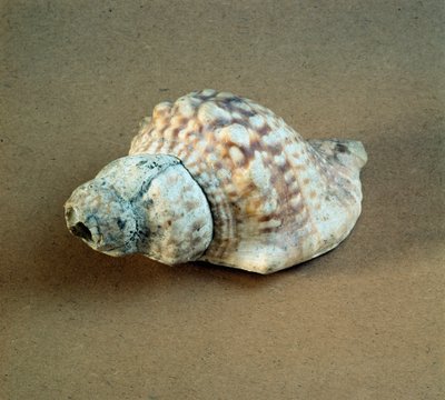 Prehistoria: przebita muszla Triton nodifer, używana jako gwizdek z Nekropola Arene Candide (Finale Liguria), Liguria. Środkowy neolit, epoka kamienia. Geny, museo di archeologia ligure autorstwa Prehistoric Prehistoric
