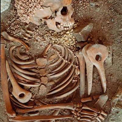 Prehistoria: szkielet i spodenki pogrzebowe nastolatków o młodym księciu z jaskini Arene Candide (Finale Ligure): naszyjnik z muszelek, rogów jelenia i krzemienia. Epoka kamienia, górny paleolit. Geny, Museo di archeologia Ligure autorstwa Prehistoric Prehistoric