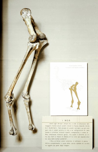 Prehistoria: szkielet nóg Moa Dinornis, gigantycznych skamieniałych ptaków Nowej Zelandii, które nie latają. Okres kredy. Museo civico di storia naturale, Mediolan autorstwa Prehistoric Prehistoric