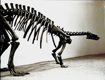 Prehistoria: szkielet dinozaura kamptozaura (Camptosaurus Brown). Okres Wyższej Jury. Museo civico di storia naturale, Mediolan autorstwa Prehistoric Prehistoric