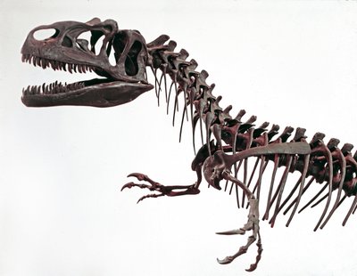 Prehistoria: szkielet dinozaura Allosaurus fragilis. Okres jury górnej. Miejskie Muzeum Historii Naturalnej, Mediolan autorstwa Prehistoric Prehistoric