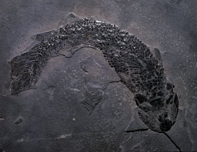 Prehistoria: gatunki kopalne Gyroptichus, epoka paleozoiczna, okres dewonu. znaleziony w Szkocji. autorstwa Prehistoric Prehistoric