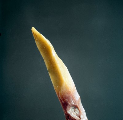 Prehistoria: czubek krzemienia z Nekropoli Arene Candide (Finale Liguria), Liguria. Górny paleolit, epoka kamienia. Geny, liguryjskie muzeum archeologiczne autorstwa Prehistoric Prehistoric