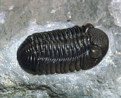 Prehistoria: skamielina trylobita Phacops Rana (stawonogi). Wiek paleozoiku, okres dewonu. Znajdź w Ohio, Stany Zjednoczone autorstwa Prehistoric Prehistoric