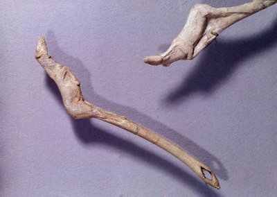 Prehistoria: dwa silniki odrzutowe z napisem „”do skaczącego konia”” wykonane z drewna renifera. Okres środkowego magdalena. Saint Germain en Laye, Muzeum Archeologii Narodowej autorstwa Prehistoric Prehistoric