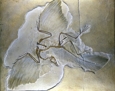 Prymitywne ptaki nazywano Archaeopteryx. Kompletne skamieniałości zostały znalezione w Bawarii, w łupkach górnojurajskich. autorstwa Prehistoric Prehistoric