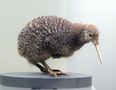 Przykładowe kiwi faszerowane przez ptaki (apterygides), niezdolne do latania. Muzeum Auckland, Nowa Zelandia autorstwa Prehistoric Prehistoric