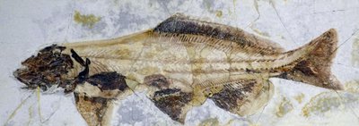 Ślad kopalny jesiotra, dolna kreda (obiekt) autorstwa Prehistoric Prehistoric