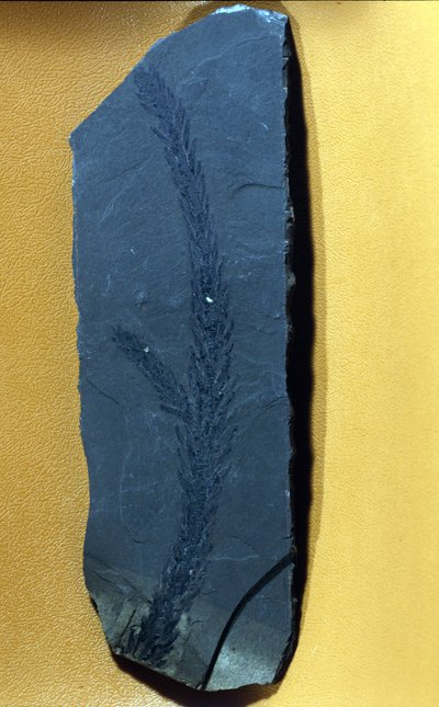 prehistoria: Glyptolepsis keuperiana, kopalne drzewo iglaste górnego triasu, epoka mezozoiczna. autorstwa Prehistoric Prehistoric