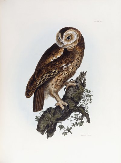 Puszczyk, 1841 autorstwa Prideaux John Selby