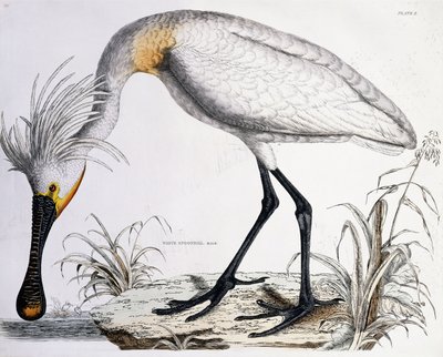 Warzęcha biała, 1834 autorstwa Prideaux John Selby