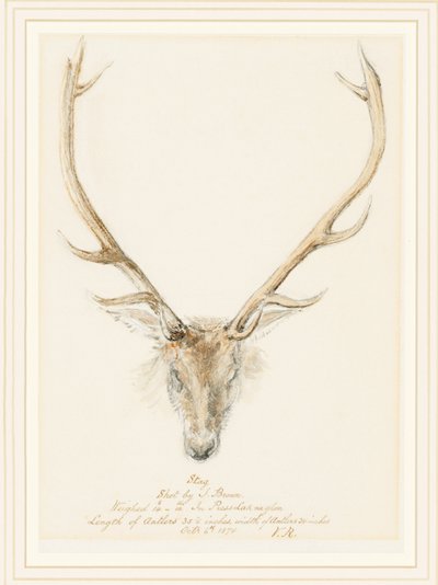 Jeleń zastrzelony przez Johna Browna, 1874 autorstwa Queen Victoria