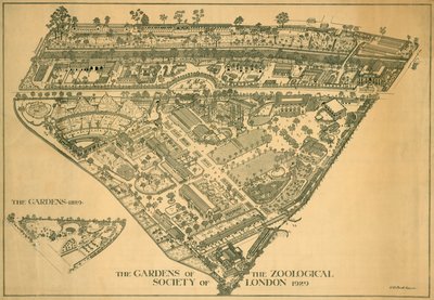 Londyńskie zoo, Regents Park, Westminster, 1929 autorstwa RB Brook Greaves