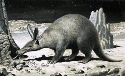 Aardvark autorstwa R.B. Davis