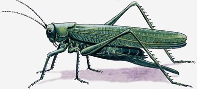 Konik polny autorstwa R.B. Davis