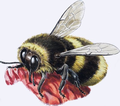 Honey Bee (gwasz na papierze) autorstwa R.B. Davis