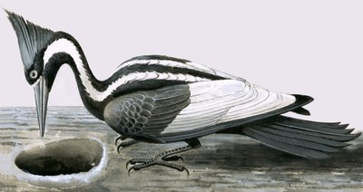 Dzięcioł słoniowy autorstwa R.B. Davis