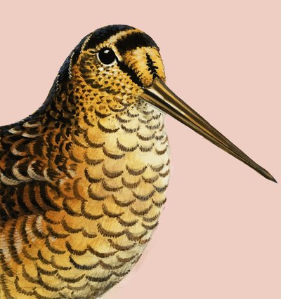 Przyglądając się naturze: Słonka autorstwa R.B. Davis