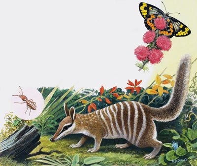 Numbat autorstwa R.B. Davis