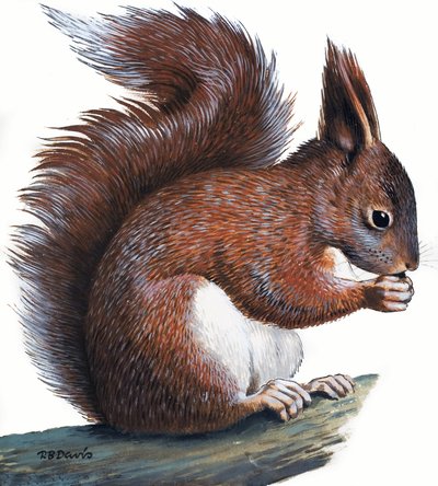 Czerwona wiewiórka (gwasz na papierze) autorstwa R.B. Davis