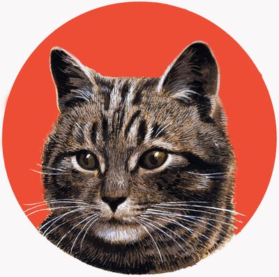 Kot tabby, z "Treasure autorstwa R.B. Davis