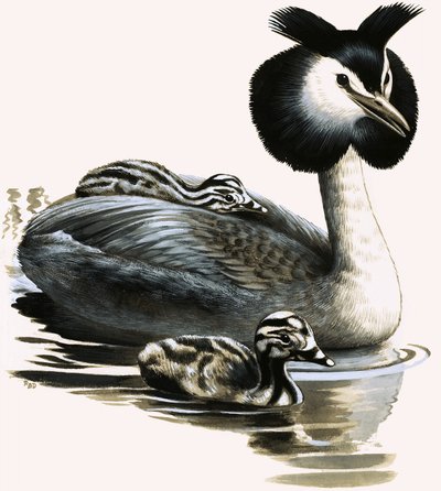 Perkoz dwuczuby autorstwa R.B. Davis