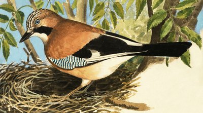 The Jay autorstwa R.B. Davis