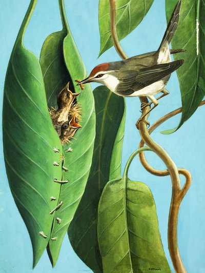 The Tailor Bird autorstwa R.B. Davis