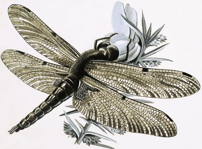 Ważka autorstwa R.B. Davis