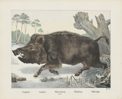 Cinghiale. / Sanglier. / dzik. / Buzdygan. / Dzik. / Dzikie wino (tytuł na obiekcie) autorstwa R. Schulz