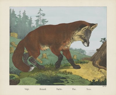 Volpi. / Renard. / Fuchs. / Lis. / Voss (tytuł na obiekcie) autorstwa R. Schulz