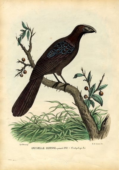 Lata 1863-79 autorstwa Raimundo Petraroja