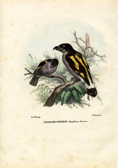 Broadbills, 1863-79 autorstwa Raimundo Petraroja