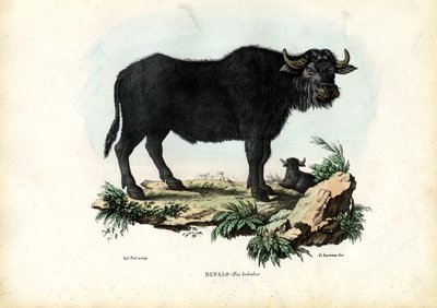 Bawół, 1863-79 autorstwa Raimundo Petraroja