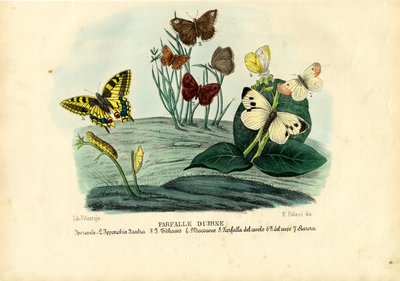 Motyle, 1863-79 autorstwa Raimundo Petraroja