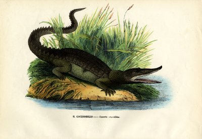 Caiman, 1863-79 autorstwa Raimundo Petraroja