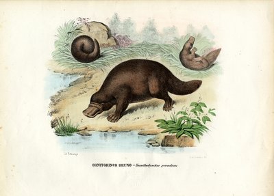 Dziobak kaczodzioby, 1863-79 autorstwa Raimundo Petraroja