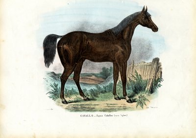Koń angielski, 1863-79 autorstwa Raimundo Petraroja