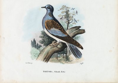 Żółw europejski, 1863-79 autorstwa Raimundo Petraroja
