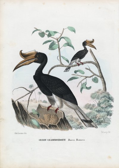 Dzioborożec wielki, 1863-79 autorstwa Raimundo Petraroja
