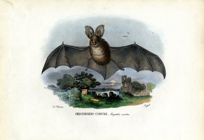 Szary nietoperz uszaty, 1863-79 autorstwa Raimundo Petraroja