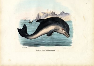 Morświn, 1863-79 autorstwa Raimundo Petraroja