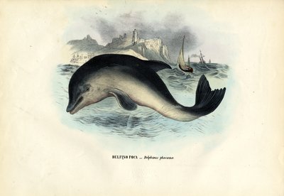 Morświn, 1863-79 autorstwa Raimundo Petraroja