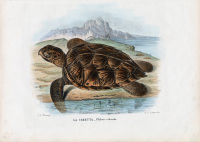 Żółw szylkretowy, 1863-79 autorstwa Raimundo Petraroja